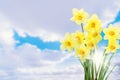 Daffodil Royalty Free Stock Photo