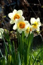 daffodil, daffodilly, daffy Royalty Free Stock Photo
