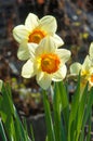 daffodil, daffodilly, daffy Royalty Free Stock Photo