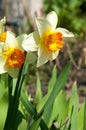 daffodil, daffodilly, daffy Royalty Free Stock Photo