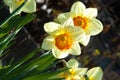 daffodil, daffodilly, daffy Royalty Free Stock Photo