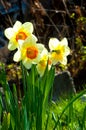 daffodil, daffodilly, daffy