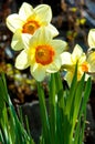 daffodil, daffodilly, daffy