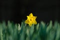 Daffodil on a dark blurred background. Set of spring first flowers. Fresh grass. Bright sunlight Royalty Free Stock Photo