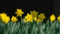 Daffodil on a dark blurred background. Set of spring first flowers. Fresh grass. Bright sunlight Royalty Free Stock Photo