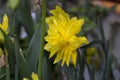 Daffodil Dick Wilden Narcissus tazetta has large, fully double, bright yellow flowers with frilly golden centres.