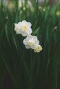 Daffodil Double Cheerfulness Royalty Free Stock Photo