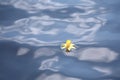 Daffodil drifting in blue water