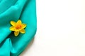 Daffodil - emblem of Wales, UK Royalty Free Stock Photo