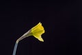 Daffodil emerging from bud against a black background Royalty Free Stock Photo