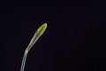 Daffodil emerging from bud against a black background Royalty Free Stock Photo