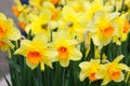 Daffodil field Royalty Free Stock Photo