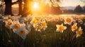 Daffodil Field Bathed in the Golden Glow of Sunlight Royalty Free Stock Photo