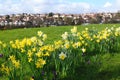 Daffodil field Royalty Free Stock Photo