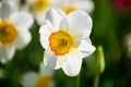 Daffodil in the field, narcissus field, colorful flower field Royalty Free Stock Photo