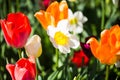 Daffodil in the field, narcissus field, colorful flower field Royalty Free Stock Photo