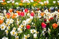 Daffodil in the field, narcissus field, colorful flower field