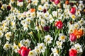 Daffodil in the field, narcissus field, colorful flower field Royalty Free Stock Photo