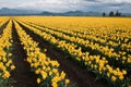 Daffodil Field Royalty Free Stock Photo