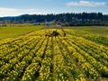 Daffodil field and tree Royalty Free Stock Photo