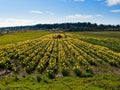 Daffodil field and tree Royalty Free Stock Photo