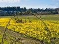 Daffodil field and tree Royalty Free Stock Photo