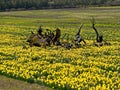 Daffodil field and tree Royalty Free Stock Photo