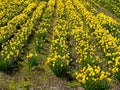 Daffodil field and tree Royalty Free Stock Photo