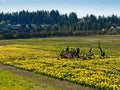 Daffodil field and tree Royalty Free Stock Photo