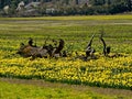 Daffodil field and tree Royalty Free Stock Photo