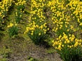 Daffodil field and tree Royalty Free Stock Photo