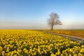 Dirt roads and daffodil fields