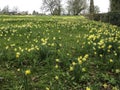 Daffodil fields in Dymock Gloucestershire England Royalty Free Stock Photo