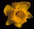 Daffodil Flower.