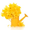 Daffodil Flower Beauty