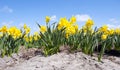 Daffodil Flower bed Royalty Free Stock Photo
