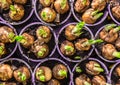 Daffodil flower bulbs view from above