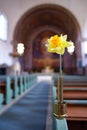 daffodil flower church Royalty Free Stock Photo