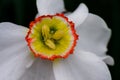 Daffodil flower close-up or lent lily Royalty Free Stock Photo