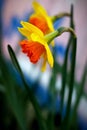 Daffodil Flower CloseUp, Bright Orange Centre and Yellow Petals Royalty Free Stock Photo