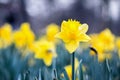 Daffodil Flower CloseUp, Bright Yellow Flower, Selective Focus Royalty Free Stock Photo