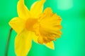 Daffodil flower - closeup Royalty Free Stock Photo