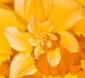 Daffodil Flower Droste Royalty Free Stock Photo