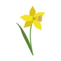 Daffodil flower leaf bloom Royalty Free Stock Photo
