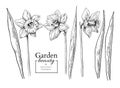 Daffodil flower and leaves drawing. Vector hand drawn engraved f