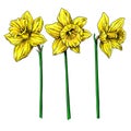 Daffodil Flower And Leaves Drawing. Vector Hand Drawn Floral Object Set.