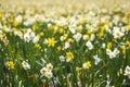 Daffodil flower or Lent lily, Narcissus pseudonarcissus, blooming in Dutch flower fields Drethe, the Netherlands. Royalty Free Stock Photo