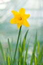 Daffodil Flower Royalty Free Stock Photo