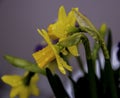 Daffodil flower Royalty Free Stock Photo