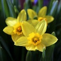Daffodil Flower Trio Royalty Free Stock Photo